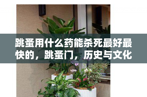 跳蚤用什么药能杀死最好最快的，跳蚤门，历史与文化的交汇点