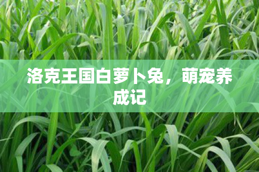 洛克王国白萝卜兔，萌宠养成记