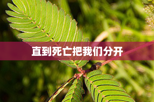 直到死亡把我们分开