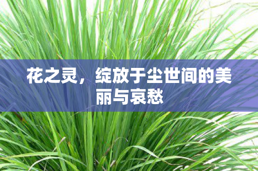 花之灵，绽放于尘世间的美丽与哀愁