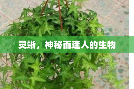 灵蜥，神秘而迷人的生物