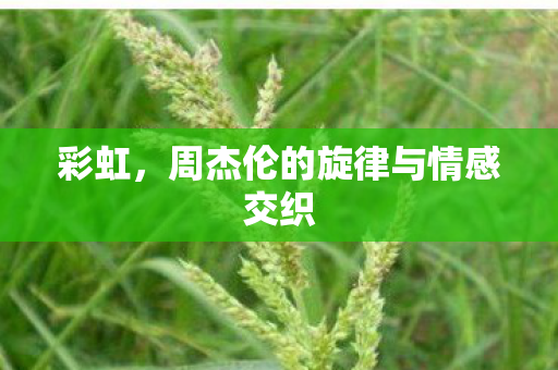 彩虹，周杰伦的旋律与情感交织