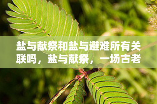 盐与献祭和盐与避难所有关联吗,盐与献祭,一场古老仪式的神秘探索 盐与献祭和盐与避难所有关联吗,盐与献祭,一场古老仪式的神秘探索