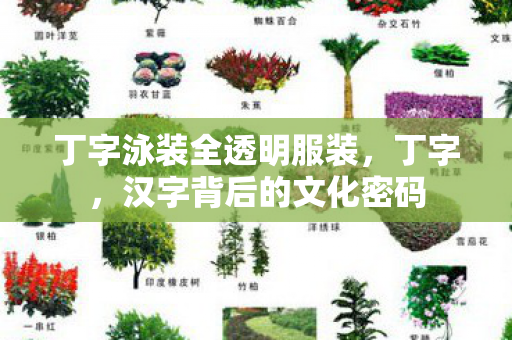 丁字泳装全透明服装，丁字，汉字背后的文化密码