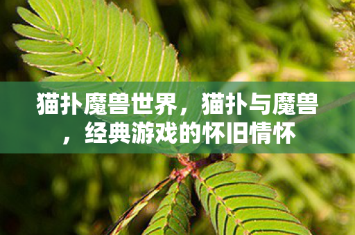 猫扑魔兽世界,猫扑与魔兽,经典游戏的怀旧情怀 猫扑魔兽世界,猫扑与魔兽,经典游戏的怀旧情怀