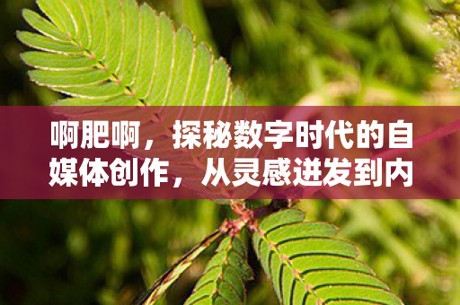 啊肥啊，探秘数字时代的自媒体创作，从灵感迸发到内容创作的全过程