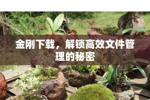 金刚下载，解锁高效文件管理的秘密