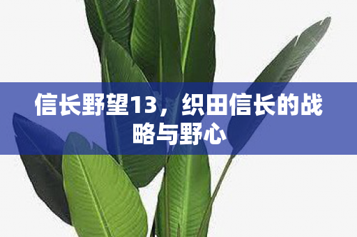 信长野望13，织田信长的战略与野心