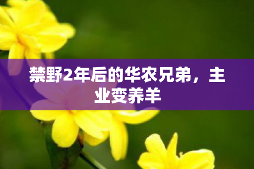 禁野2年后的华农兄弟图片