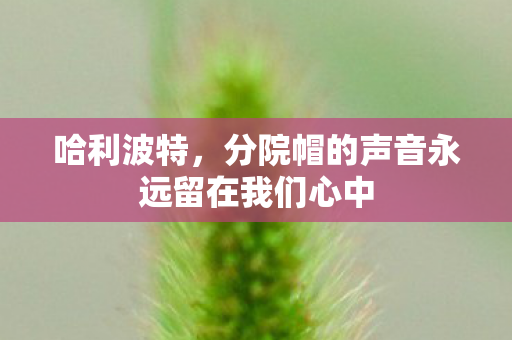 哈利波特，分院帽的声音永远留在我们心中