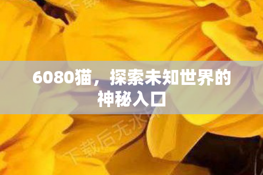 6080猫，探索未知世界的神秘入口