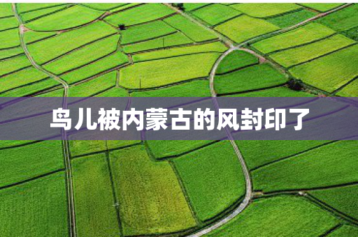 鸟儿被内蒙古的风封印了图片