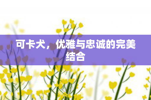 可卡犬，优雅与忠诚的完美结合