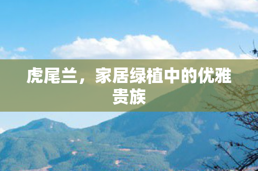 虎尾兰，家居绿植中的优雅贵族