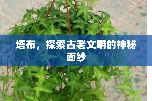 塔布，探索古老文明的神秘面纱