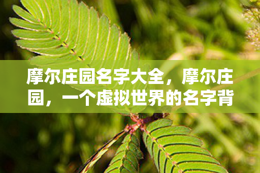 摩尔庄园名字大全，摩尔庄园，一个虚拟世界的名字背后的故事