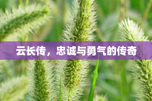 云长传,忠诚与勇气的传奇 云长传,忠诚与勇气的传奇