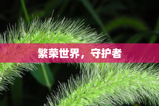 繁荣世界，守护者