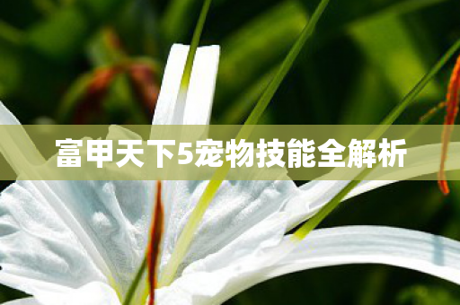 富甲天下5宠物技能全解析