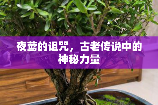 夜莺的诅咒，古老传说中的神秘力量
