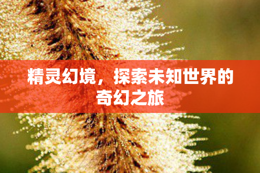 精灵幻境，探索未知世界的奇幻之旅