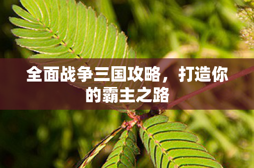 全面战争三国攻略，打造你的霸主之路