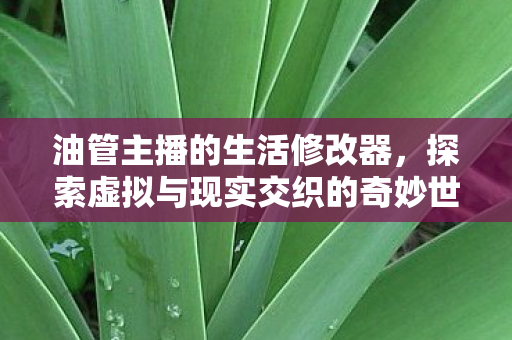 油管主播的生活修改器,探索虚拟与现实交织的奇妙世界 油管主播的生活修改器,探索虚拟与现实交织的奇妙世界