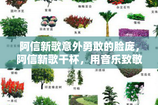 阿信新歌意外勇敢的脸庞，阿信新歌干杯，用音乐致敬每一个平凡日子