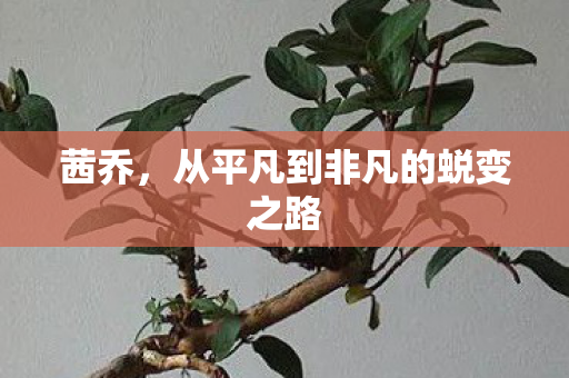 茜乔，从平凡到非凡的蜕变之路