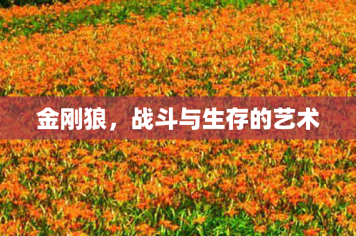 金刚狼，战斗与生存的艺术