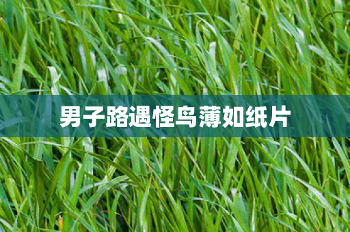 男子路遇怪鸟薄如纸片