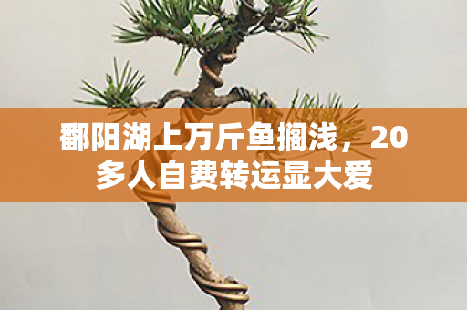 鄱阳湖上万斤鱼搁浅，20多人自费转运显大爱