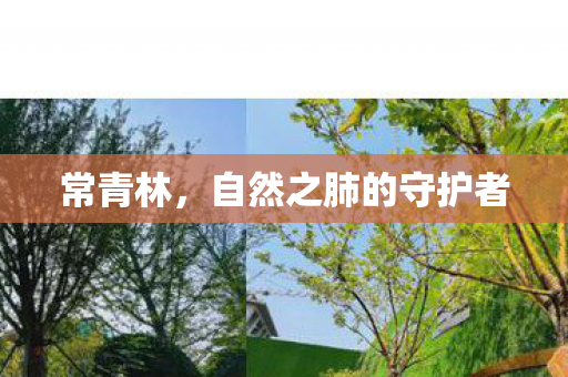 常青林，自然之肺的守护者