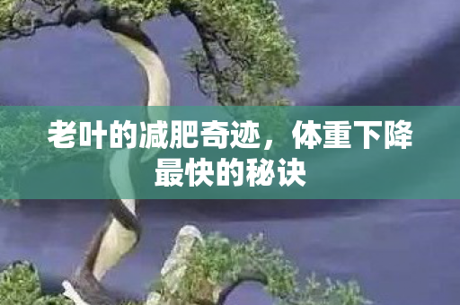 老叶的减肥奇迹，体重下降最快的秘诀