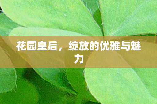 花园皇后，绽放的优雅与魅力