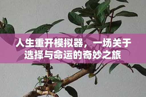 人生重开模拟器，一场关于选择与命运的奇妙之旅