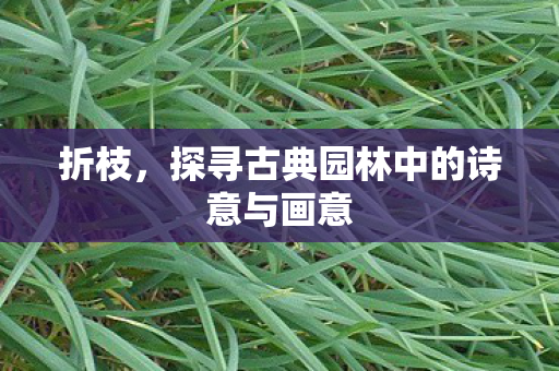 折枝，探寻古典园林中的诗意与画意