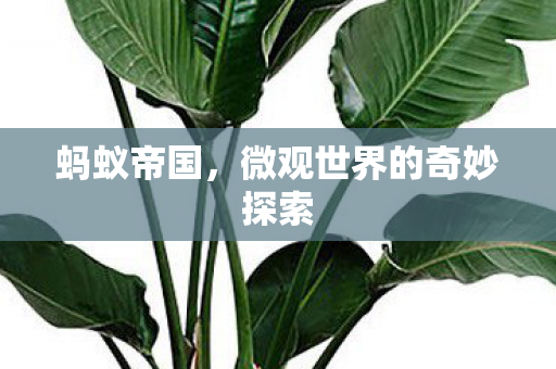 蚂蚁帝国，微观世界的奇妙探索