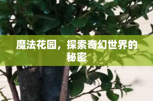魔法花园，探索奇幻世界的秘密