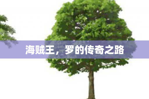 海贼王，罗的传奇之路