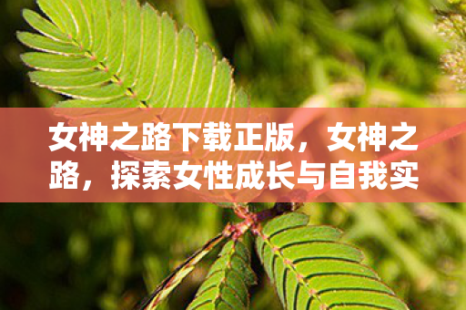 女神之路下载正版，女神之路，探索女性成长与自我实现的奥秘