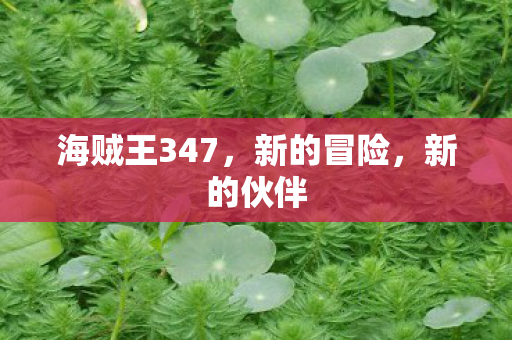 海贼王347，新的冒险，新的伙伴