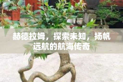 扬帆远航的航海传奇图片