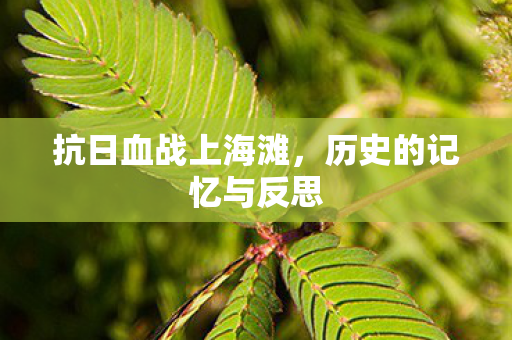 抗日血战上海滩，历史的记忆与反思