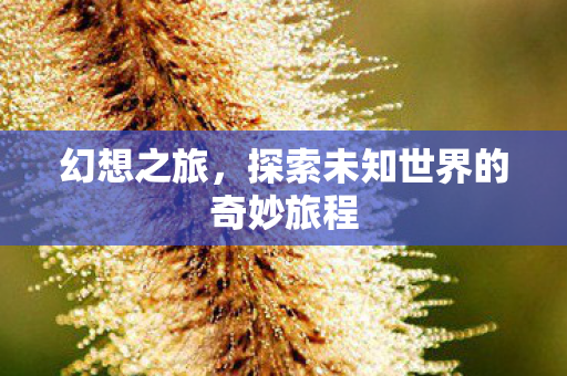 幻想之旅，探索未知世界的奇妙旅程