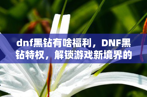 dnf黑钻有啥福利，DNF黑钻特权，解锁游戏新境界的钥匙