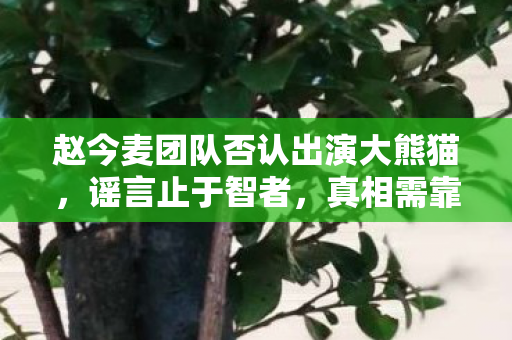 赵今麦团队否认出演大熊猫，谣言止于智者，真相需靠官方