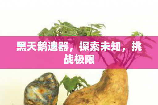 黑天鹅遗器图片