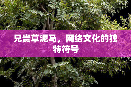 网络文化的独特符号图片