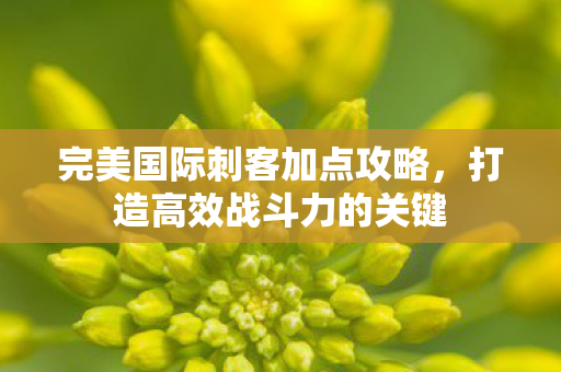 完美国际刺客加点攻略图片